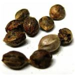 Семена марихуаны АК-47  (Seeds AK-47) в Комсомольске-на-Амуре